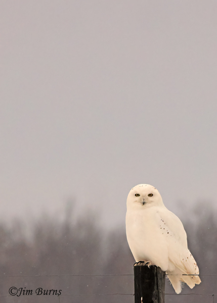 Snowy Owl male on post--1424