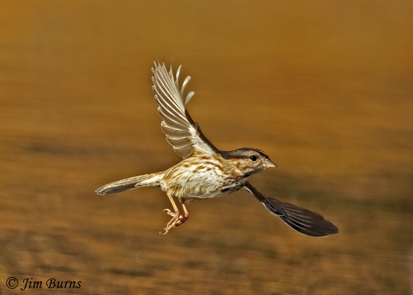Song Sparrow saltonis race in flight--2368