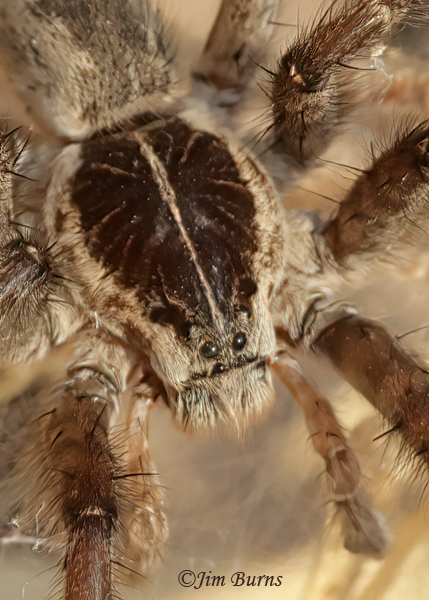 Sosippus californicus female ventral view of prosoma--9313