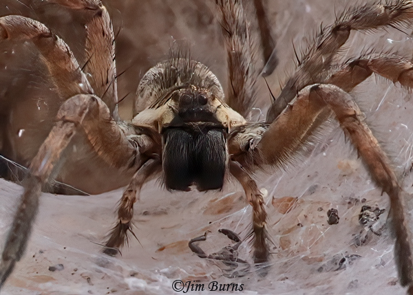 Sosippus californicus female at funnel web entrance, Arizona--9930