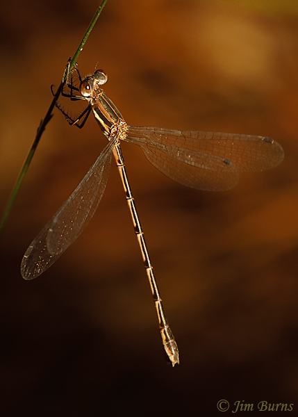 Southern Spreadwing female, McCurtain Co., OK, August 2019--5243