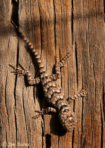 Southwestern Fence Lizard--5012
