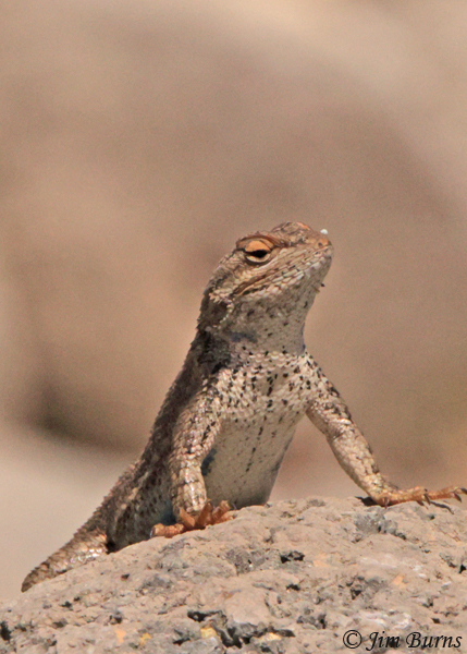Southwestern Fence Lizard ventral view--9777