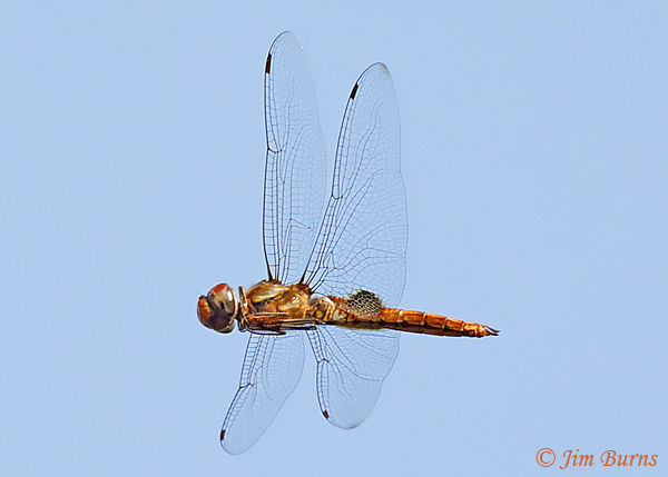 Spot-winged Glider female in flight, McCurtain Co., OK, August 2019--5559