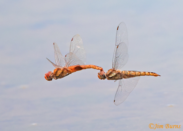 Spot-winged Glider pair in tandem, Maricopa Co., AZ, August 2022--2023
