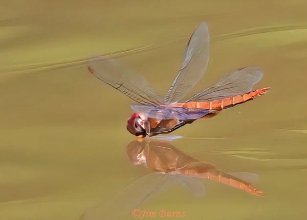 Spot-winged Glider male drinking on the wing, Maricopa Co., AZ, August 2023--3031