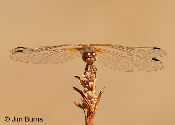 Spot-winged Meadowhawk female frontal view, Cochise Co., AZ, October 2012