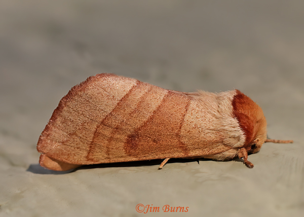 Spotted Datana Moth, Arizona--1630