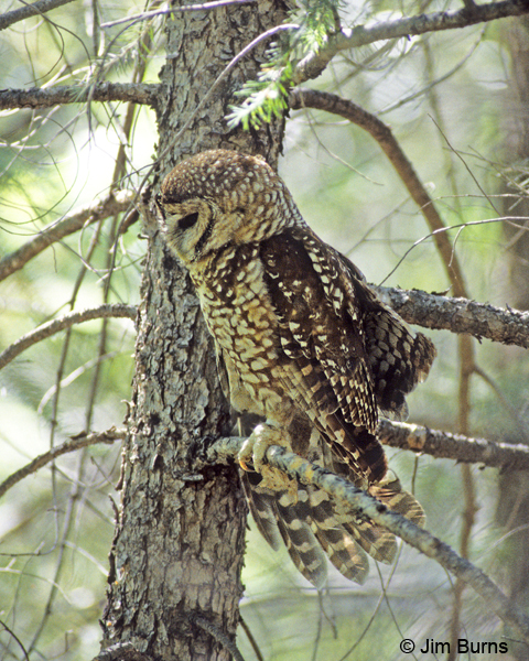 Spotted Owl adult wingstretch