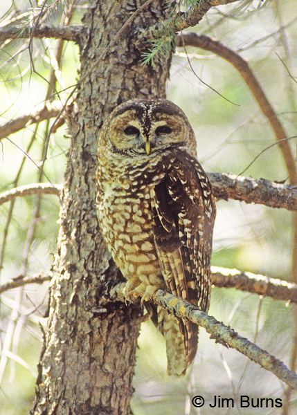 Spotted Owl adult