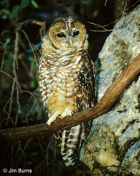 Spotted Owl juvenile on branch