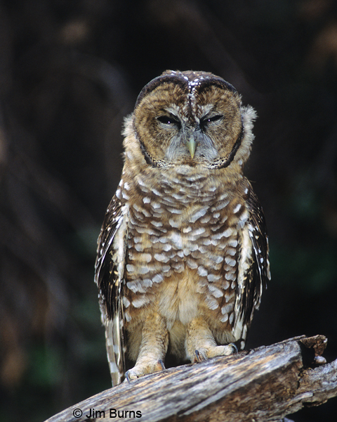 Spotted Owl juvenile waking up