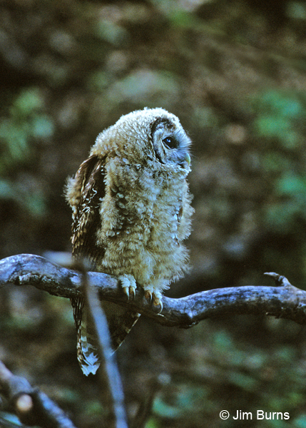 Spotted Owl juvenile