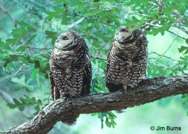 Spotted Owl pair