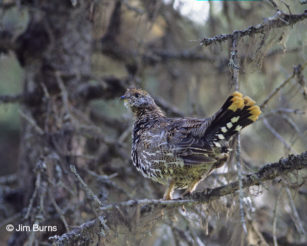 Spruce Grouse female tail
