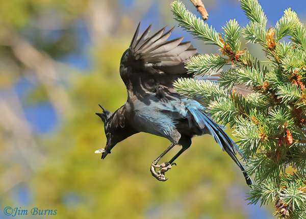 Steller's Jay with aerial capture of insect--7245
