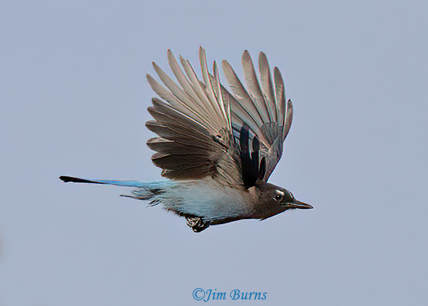 Steller's Jay in flight upstroke--7265