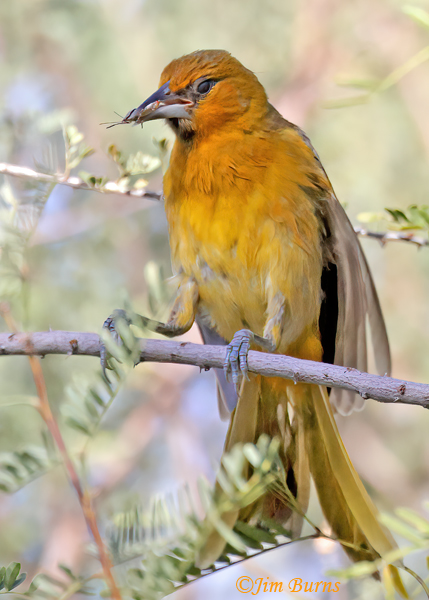 Streak-backed Oriole female with large insect--1442
