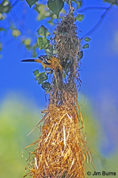 Streak-backed Oriole male at nest