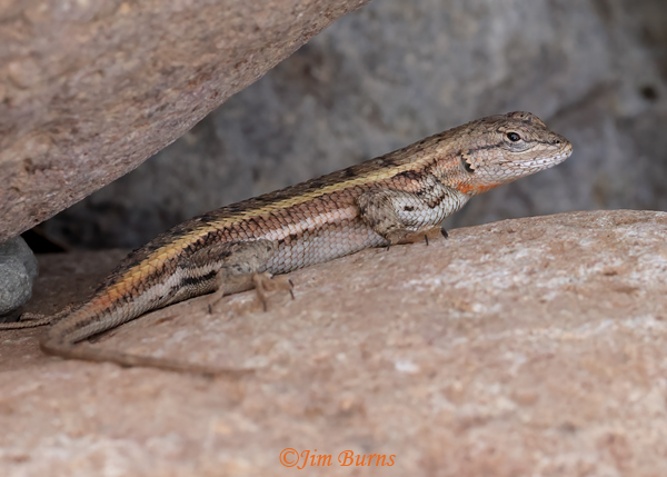 Striped Plateau Lizard female, Arizona--1138