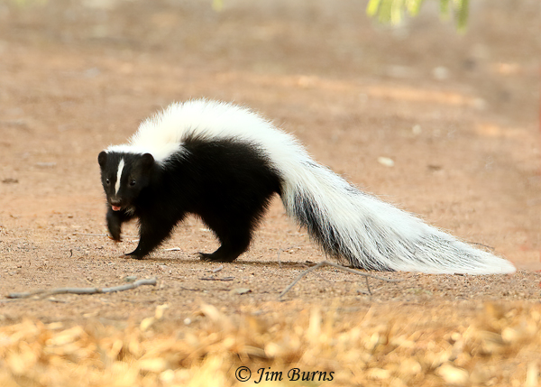 Striped Skunk