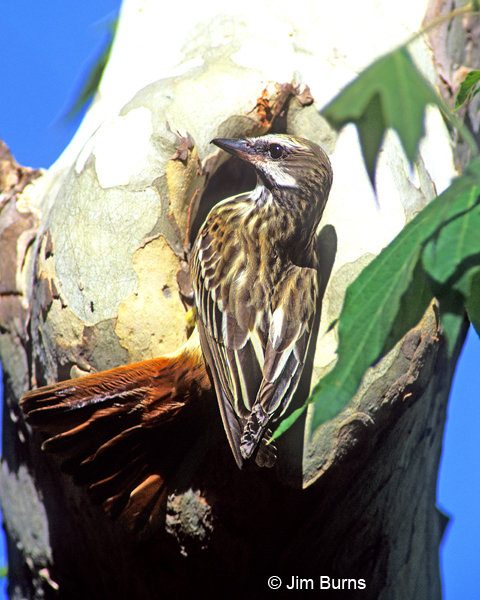 Sulphur-bellied Flycatcher at nest
