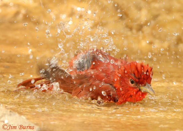 Summer Tanager male bathing--0595