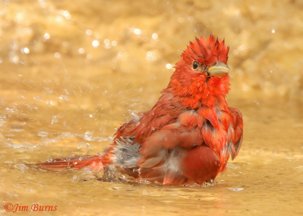 Summer Tanager male bathing--0606