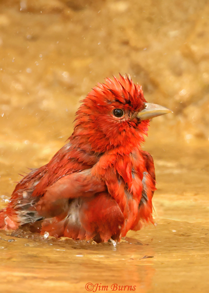 Summer Tanager male bathing--0634