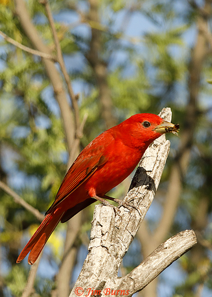 Summer Tanager male with wasp--1915