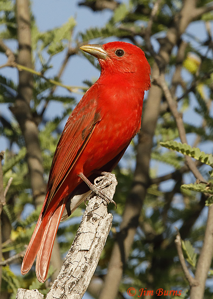 Summer Tanager male--1926