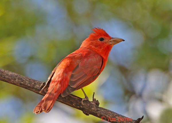 Summer Tanager male with tiny insect--3049