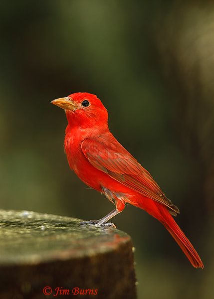 Summer Tanager male drinking--3651
