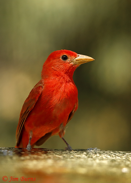 Summer Tanager male at waterhole--3674