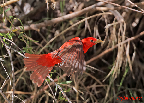 Summer Tanager male in flight--5114