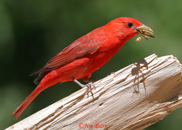 Summer Tanager male with Apache Paper Wasp--5258