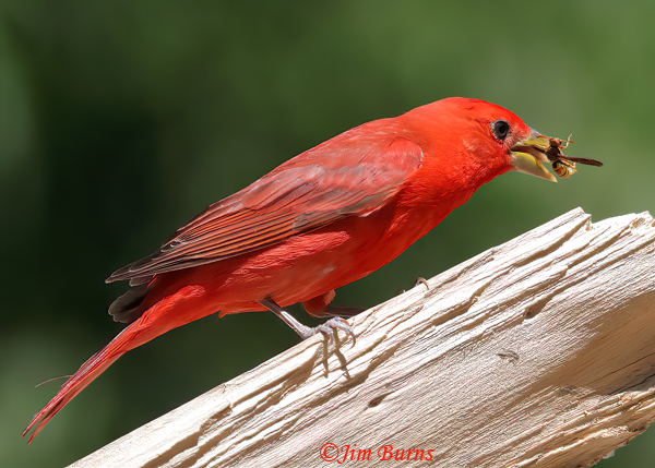 Summer Tanager male with Apache Paper Wasp #2--5278