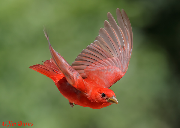 Summer Tanager male in flight #3--5296