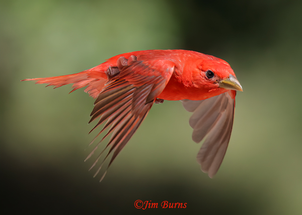 Summer Tanager male in flight #2--5298