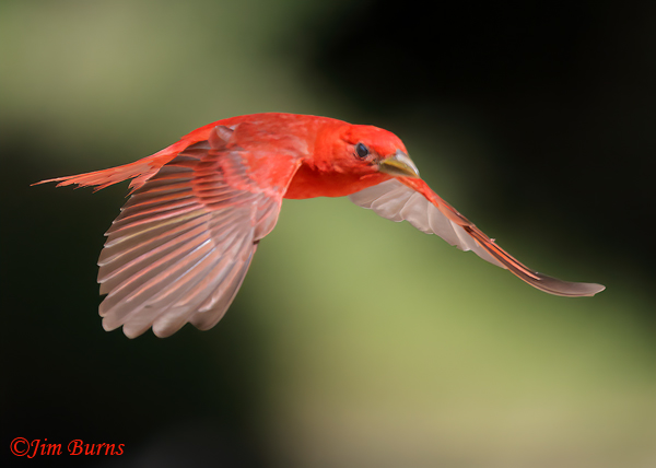 Summer Tanager male in flight #4--5299