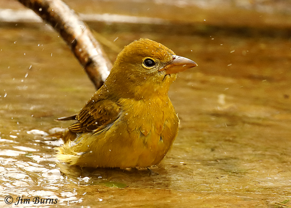 Summer Tanager immature male bathing--9376