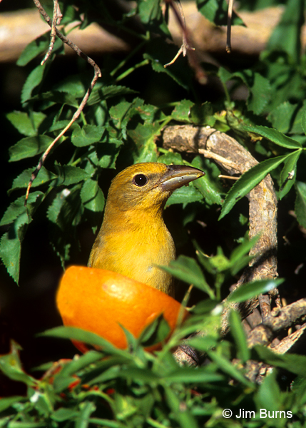 Summer Tanager female at orange
