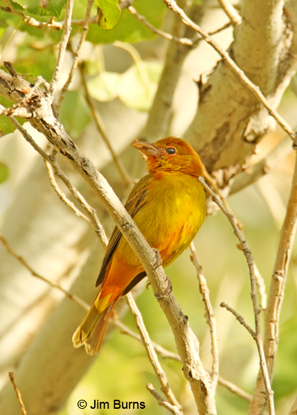 Summer Tanager immature male