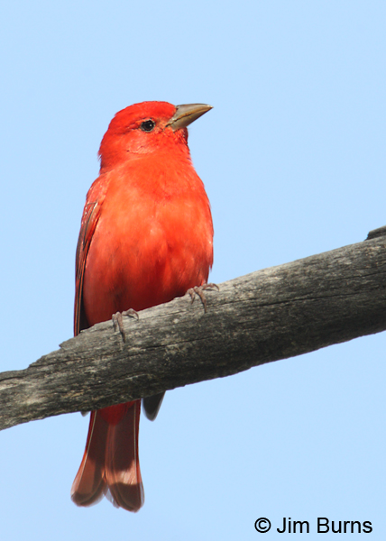 Summer Tanager male blue sky