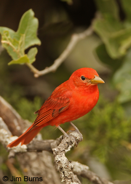 Summer Tanager male in greenery
