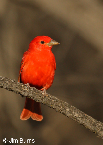 Summer tanager male deep woods