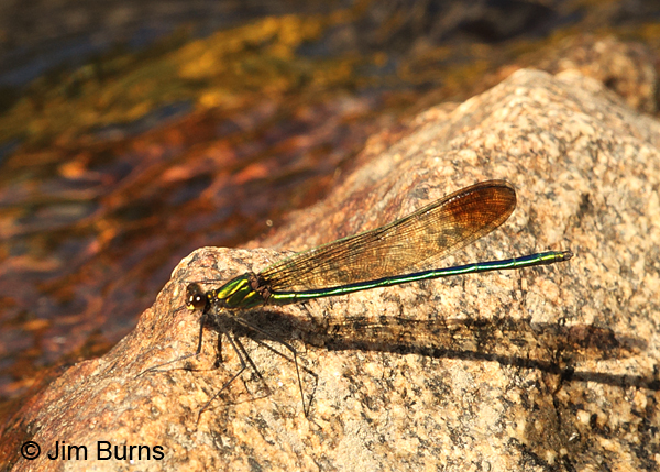 Superb Jewelwing male sunset on the river, Essex Co., VT, July 2014