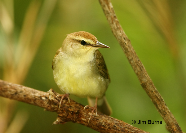 Swainson's Warbler close-up