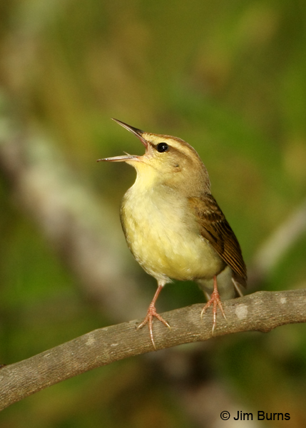 Swainson's Warbler in full song