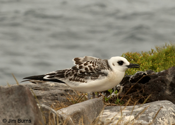 Swallow-tailed Gull juvenile